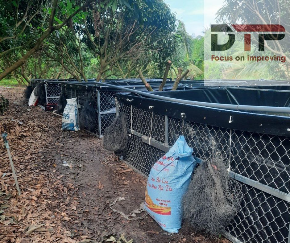 Phát triển kinh tế từ mô hình nuôi cá chạch lấu trong ao/bể lót bạt HDPE – Giải pháp hiện đại cho nông dân khởi nghiệp